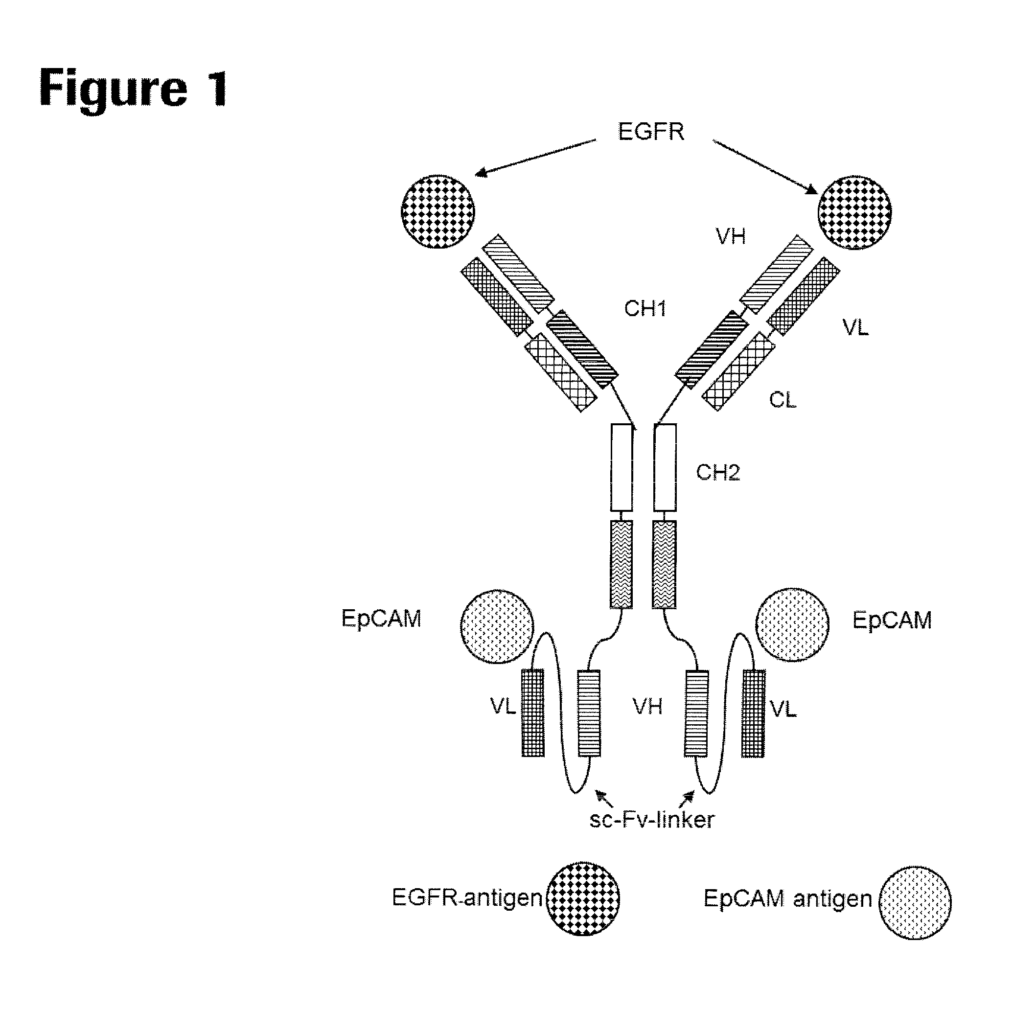 Bispecific antibody molecules with antigen-transfected t-cells and their use in medicine