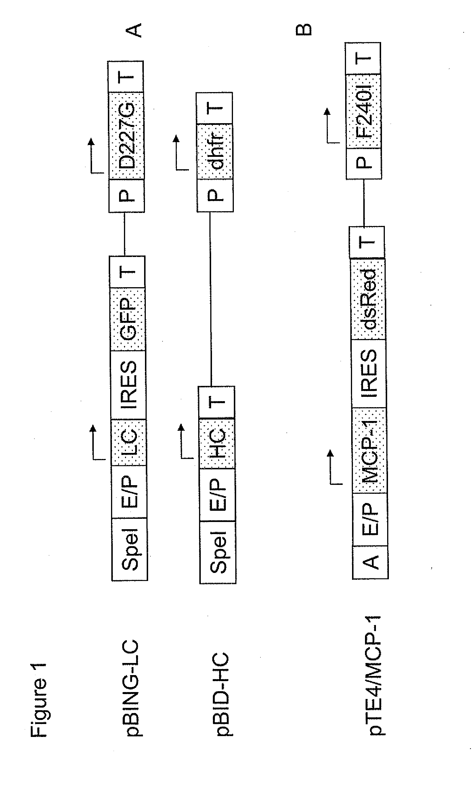 Regulatory nucleic acid elements