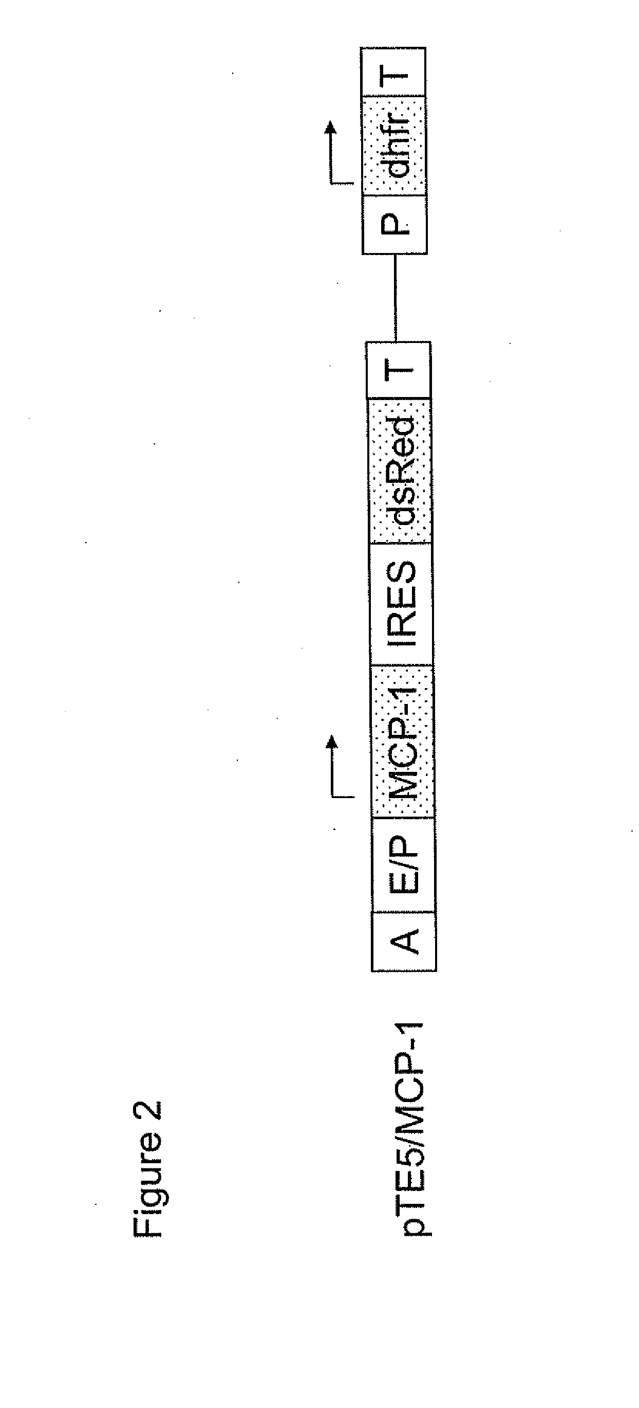 Regulatory nucleic acid elements