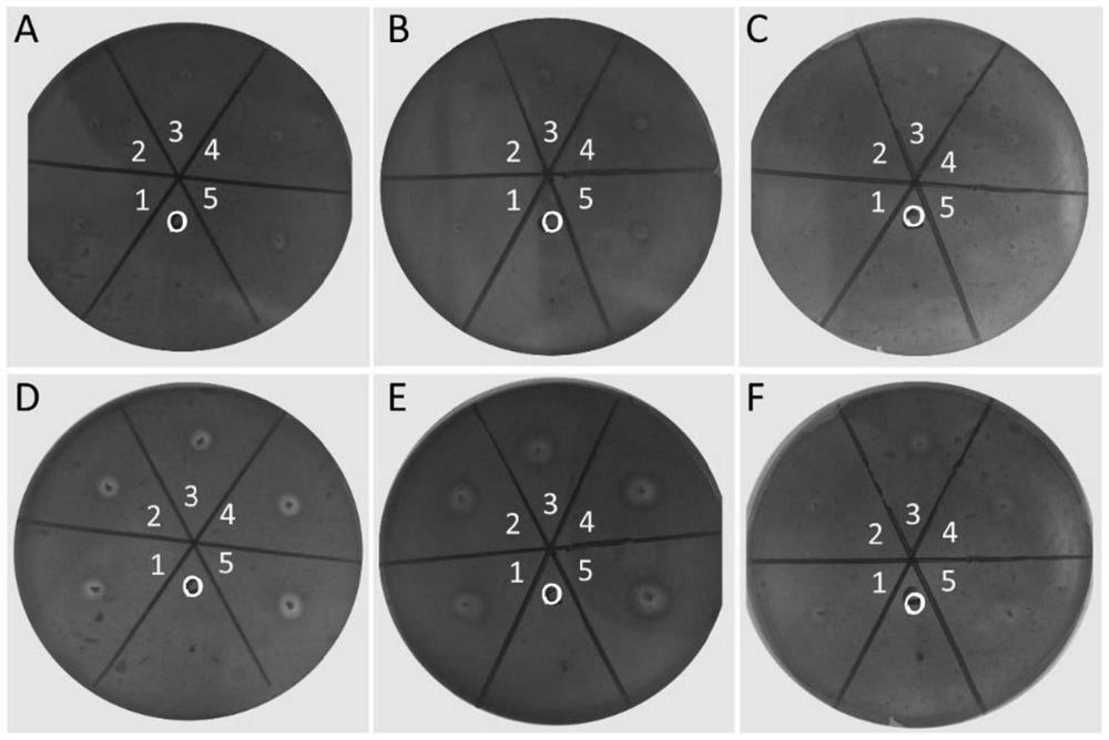 A screening method for β-mannanase engineering bacteria