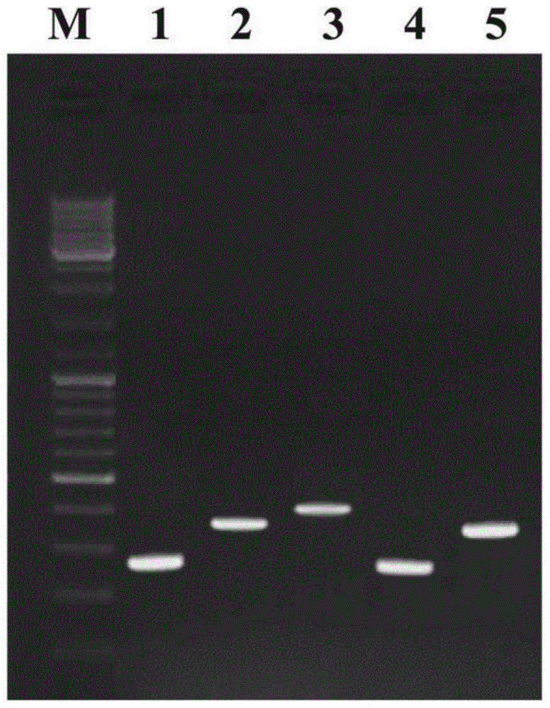 Verticillium dahliae adp-atp carrier protein disease course key target gene and its interference carrier and application