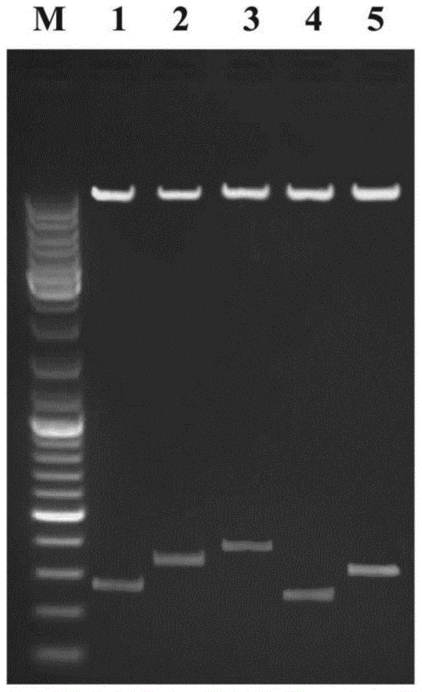 Verticillium dahliae adp-atp carrier protein disease course key target gene and its interference carrier and application