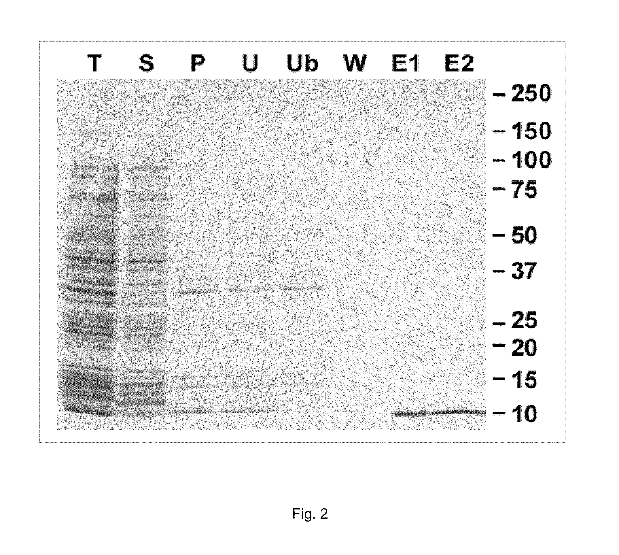 Polypeptides comprising epitopes of HIV gp41 and methods of use