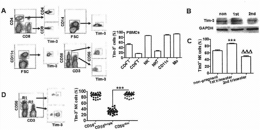 Application of Tim-3 expressing peripheral blood NK cells to preparation of spontaneous abortion biomarker