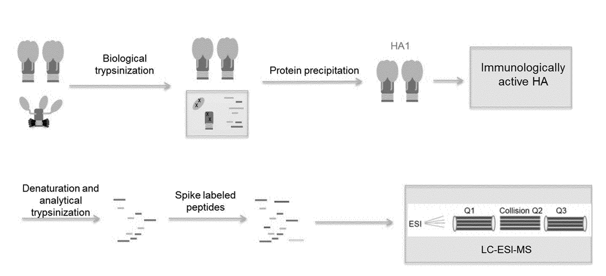 Influenza potency assays