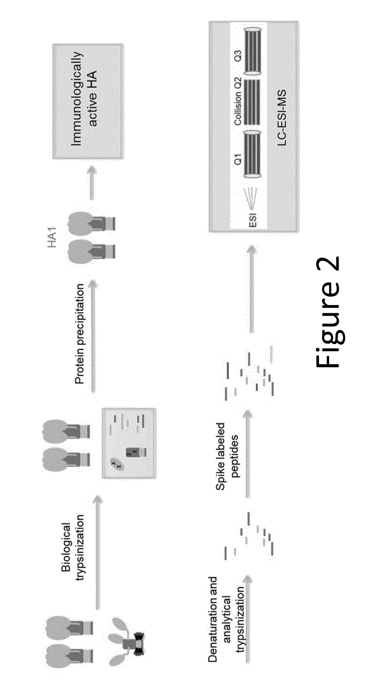 Influenza potency assays