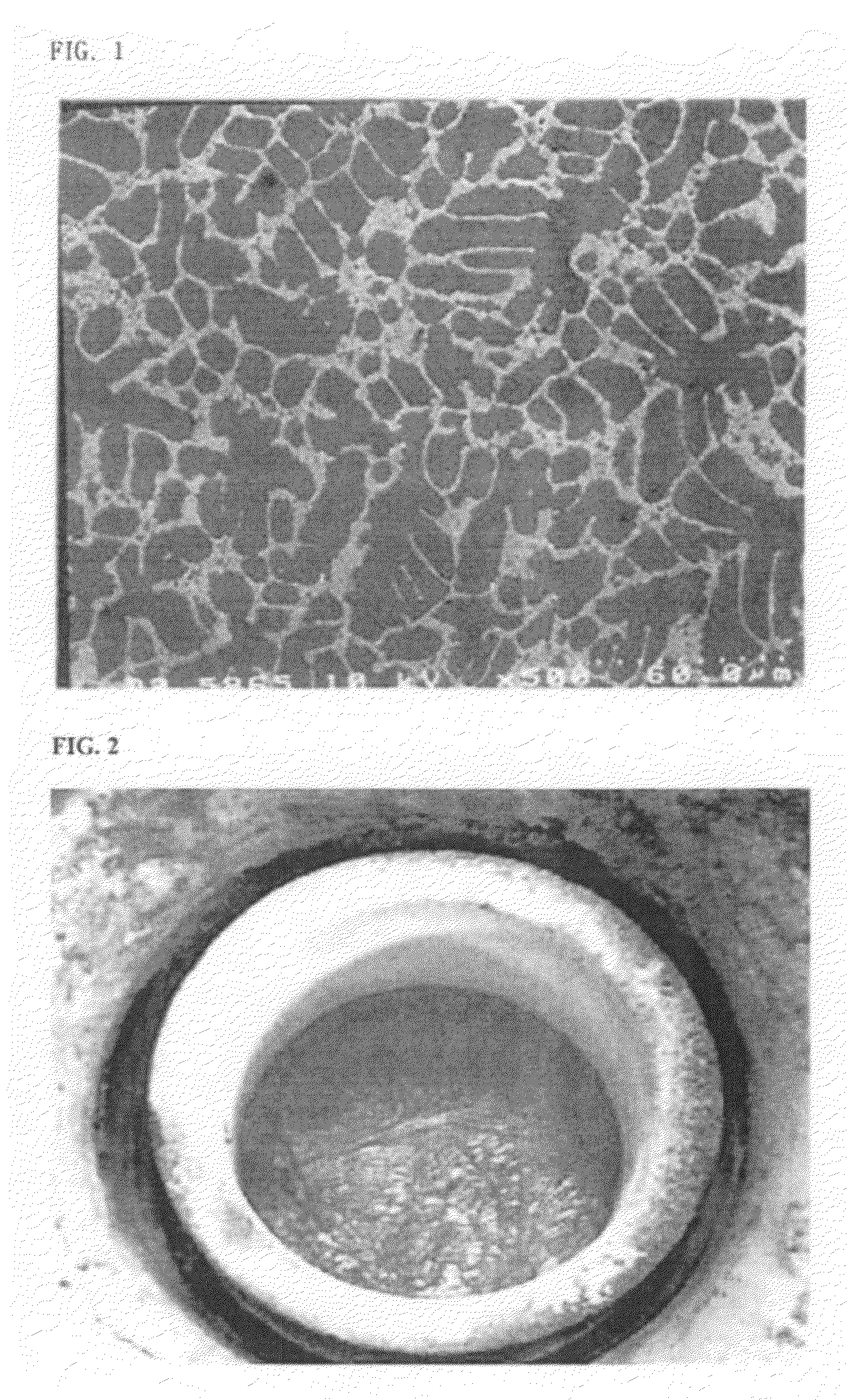 Mg Alloys Containing  Misch Metal Manufacturing Method of Wrought Mg Alloys Containing Misch Metal, and Wrought Mg Alloys Thereby