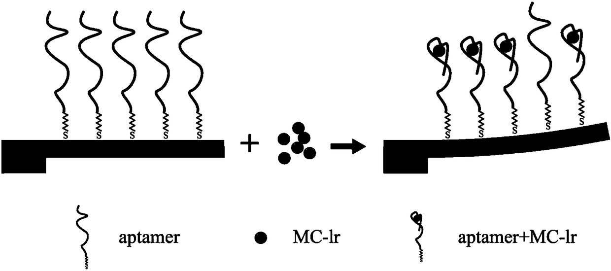 Nucleic acid aptamer based micro-cantilever array detection method of MC-LR (microcystin LR)