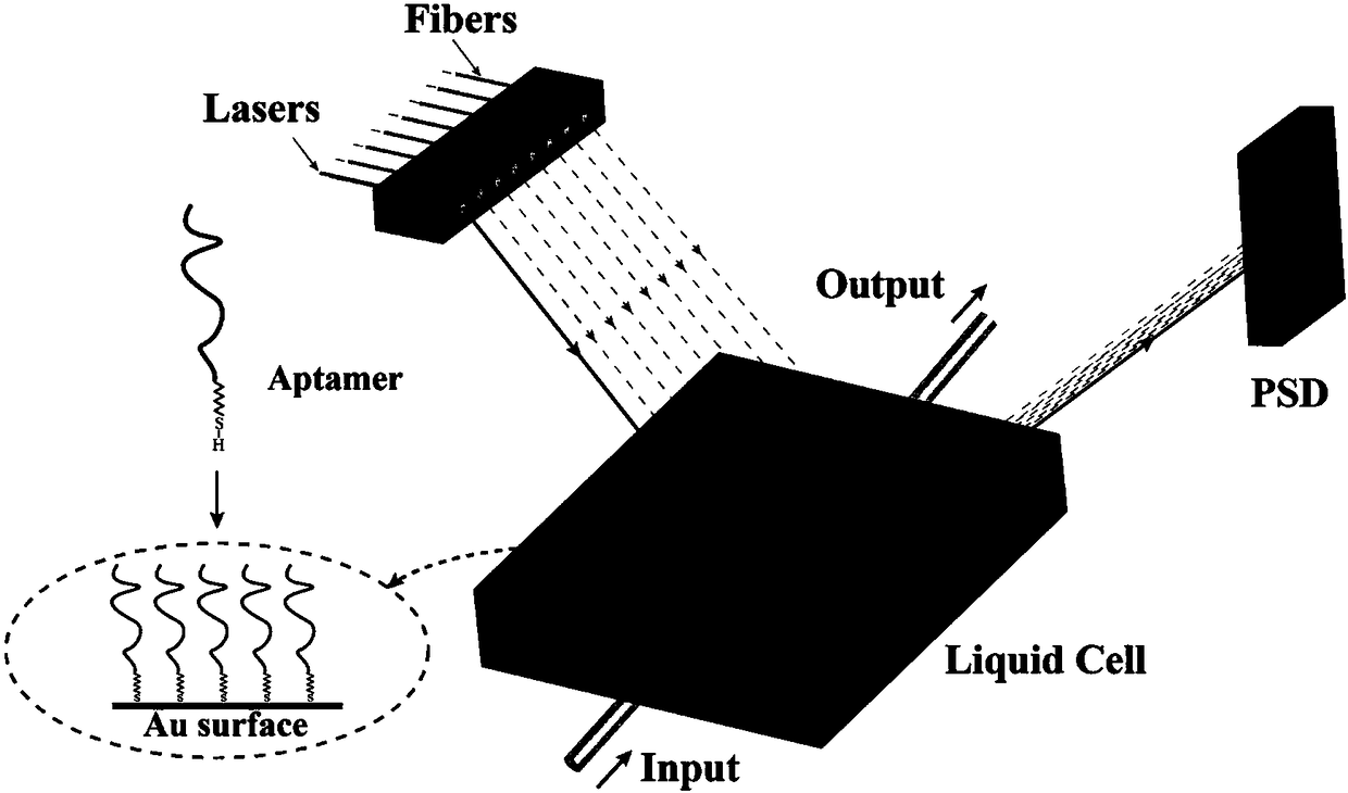 Nucleic acid aptamer based micro-cantilever array detection method of MC-LR (microcystin LR)