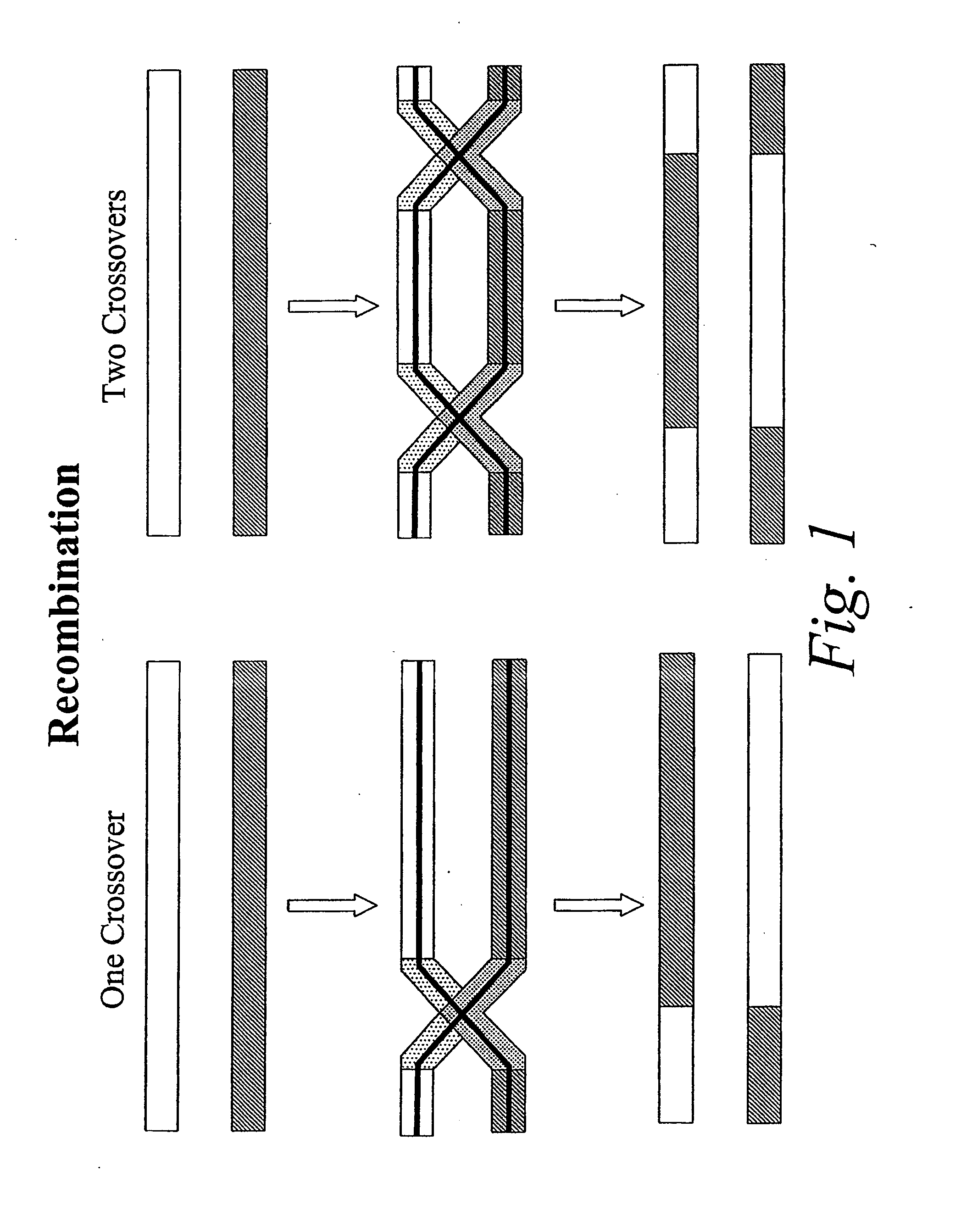 Copy choice recombination and uses thereof