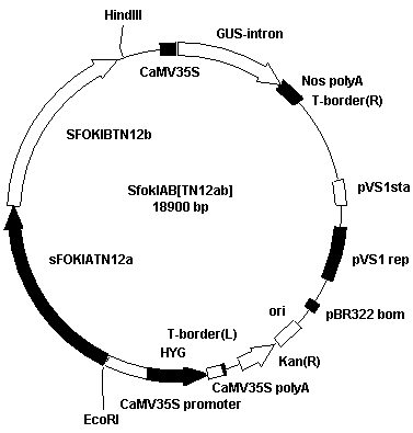 Method for cultivating soft rice by using transcriptional activation factor sample effector nuclease technology