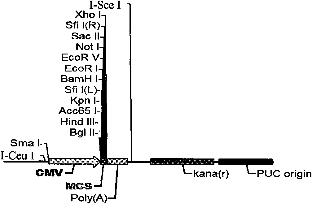 Recombinant adenovirus carrier and application thereof