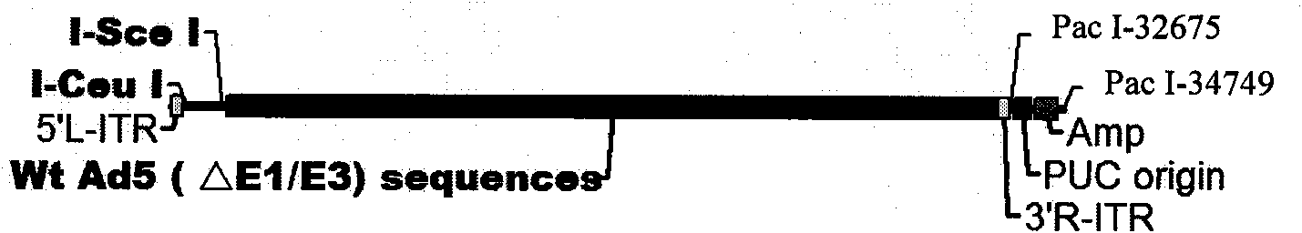 Recombinant adenovirus carrier and application thereof