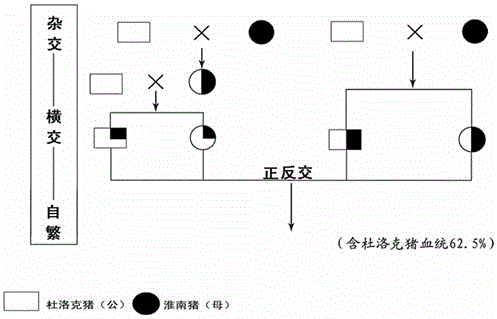 Method for breeding new varieties of black pigs in Southern Henan Province