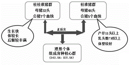 Method for breeding new varieties of black pigs in Southern Henan Province