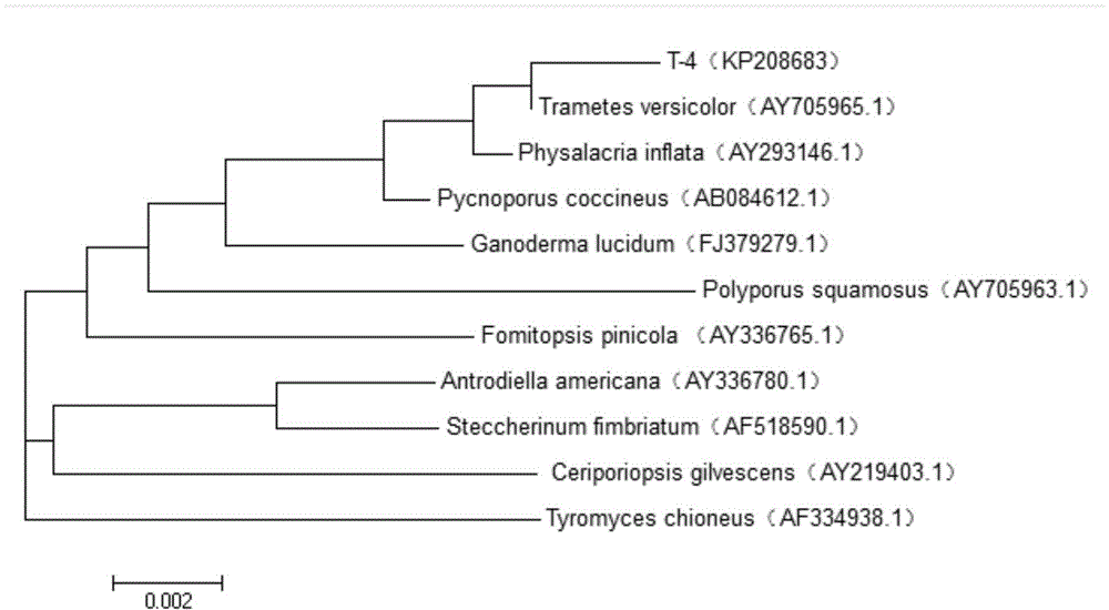 Trametes versicolor capable of efficiently preprocessing lignin raw materials under alkaline condition and application thereof