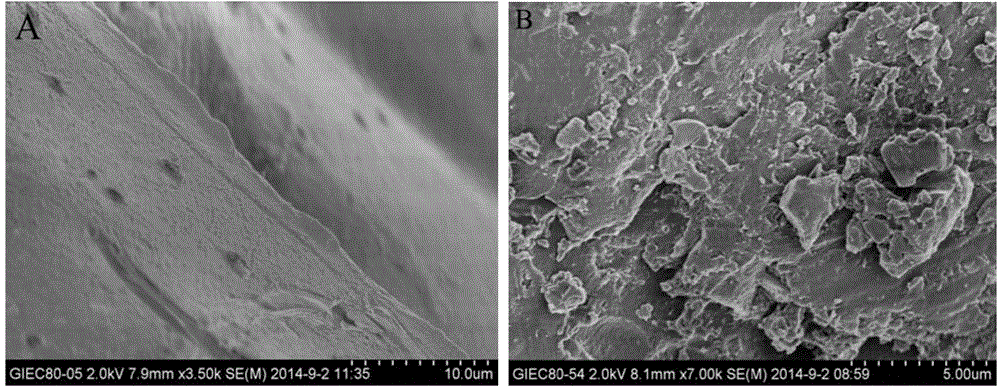 Trametes versicolor capable of efficiently preprocessing lignin raw materials under alkaline condition and application thereof