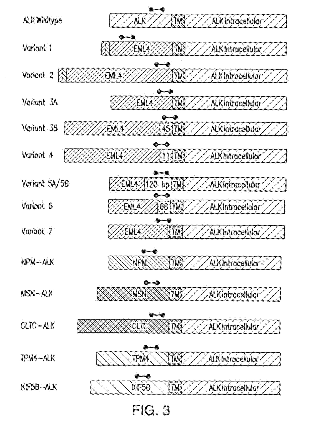 Methods and compositions relating to fusions of alk for diagnosing and treating cancer