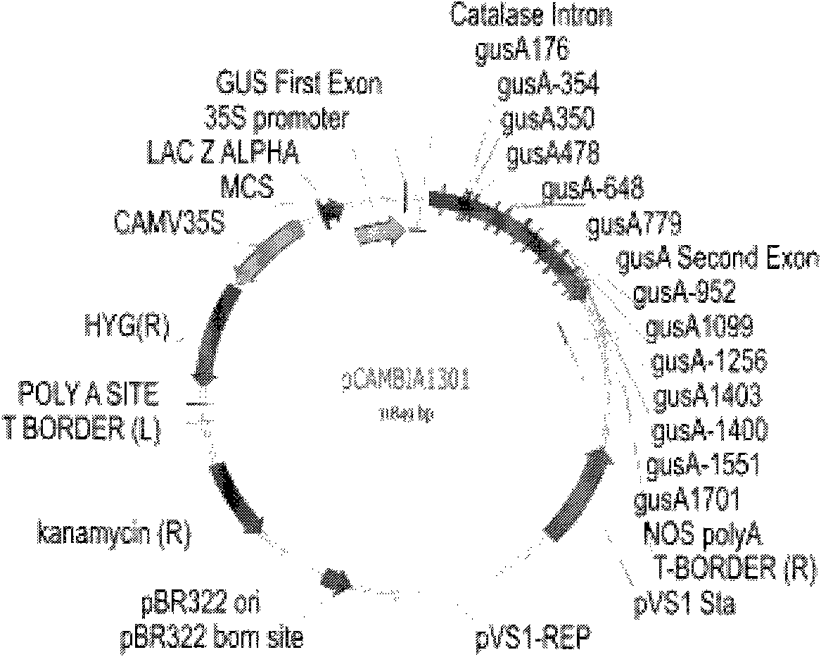 Monocotyledon promoter, preparation method and application thereof