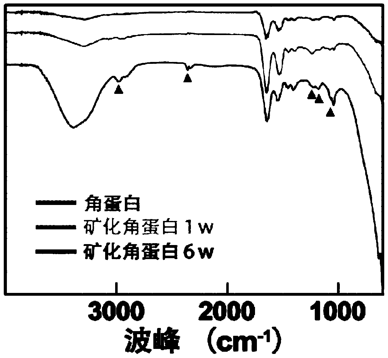 Mineralized keratin biomimetic material and preparation method thereof