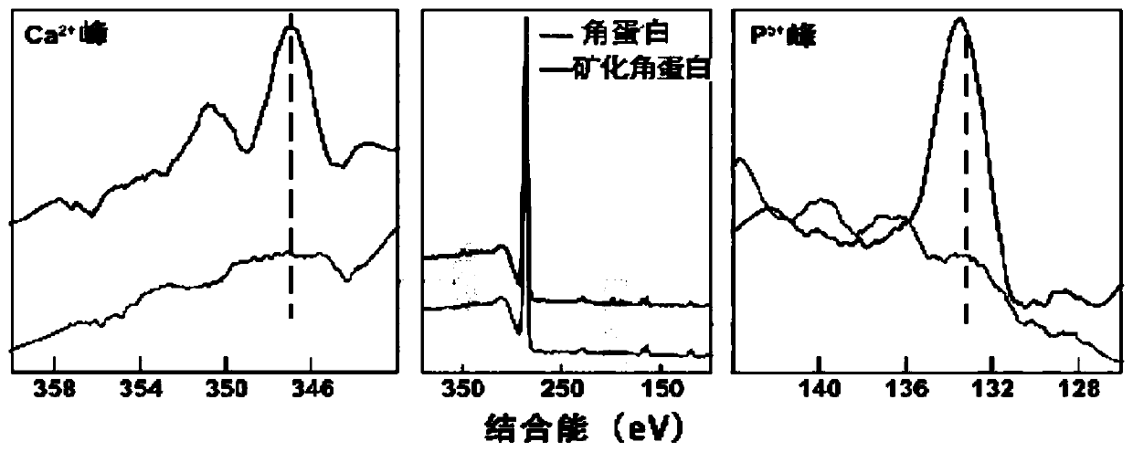 Mineralized keratin biomimetic material and preparation method thereof