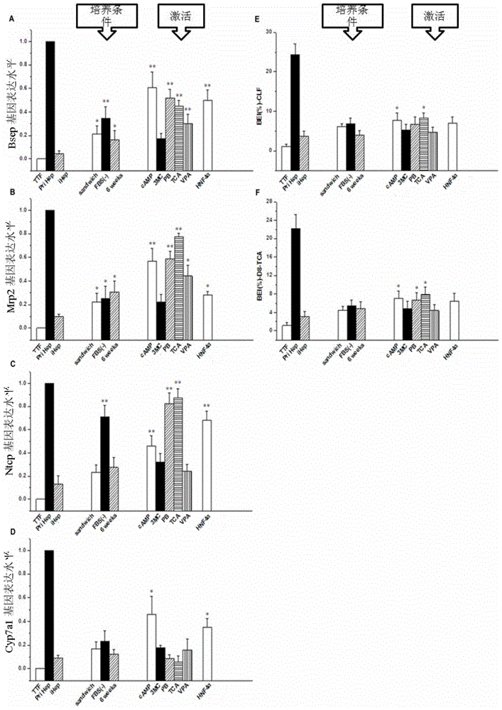 In-vitro hepatocyte-like cell culture method and optimized hepatocyte-like cell cultured by the method