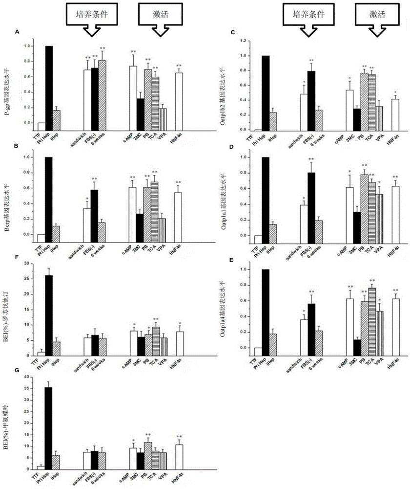 In-vitro hepatocyte-like cell culture method and optimized hepatocyte-like cell cultured by the method