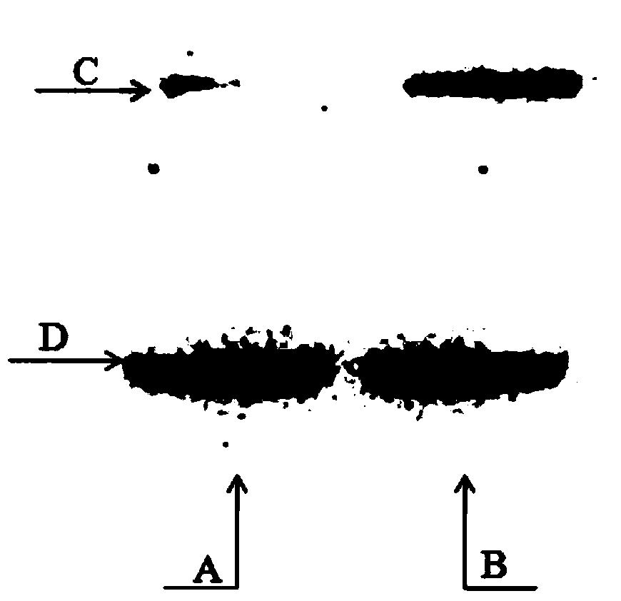 Application of gossypol acetate in pharmacy