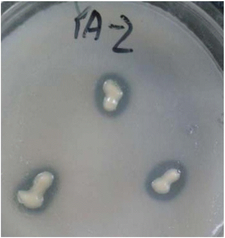 Enterobacter strain capable of dissolving phosphorus and application of enterobacter strain