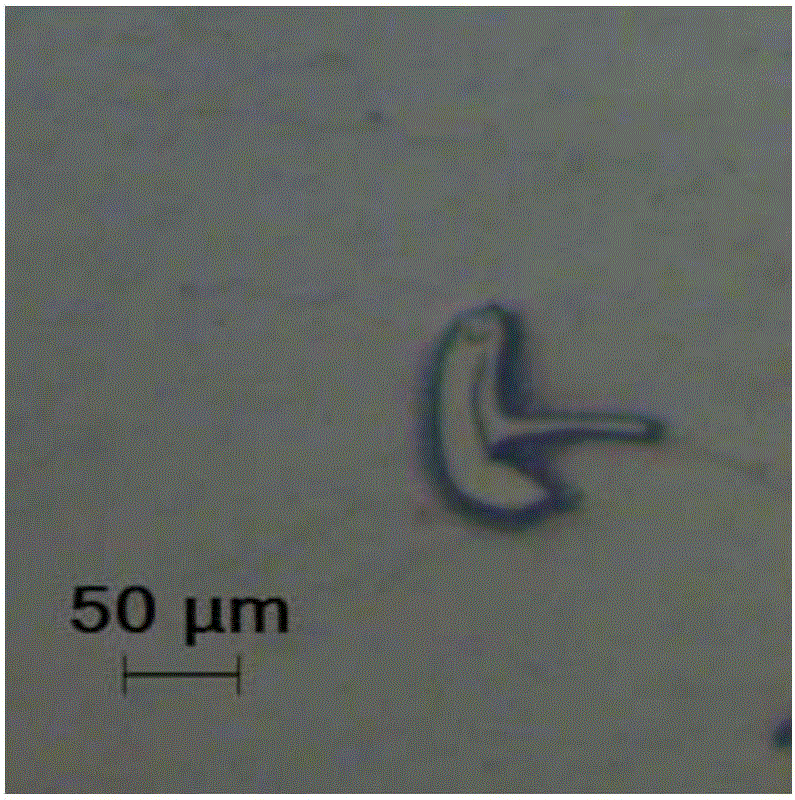 Enterobacter strain capable of dissolving phosphorus and application of enterobacter strain