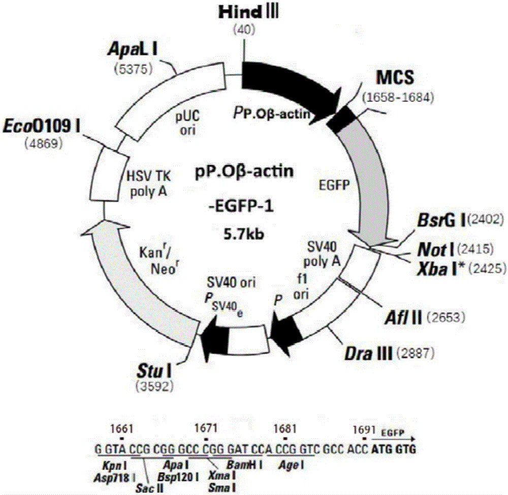 Method for establishing stable transgenic flounder embryo cell strain