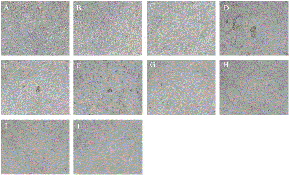 Method for establishing stable transgenic flounder embryo cell strain