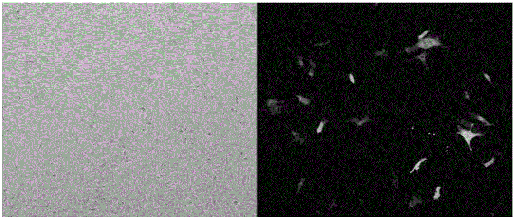 Method for establishing stable transgenic flounder embryo cell strain