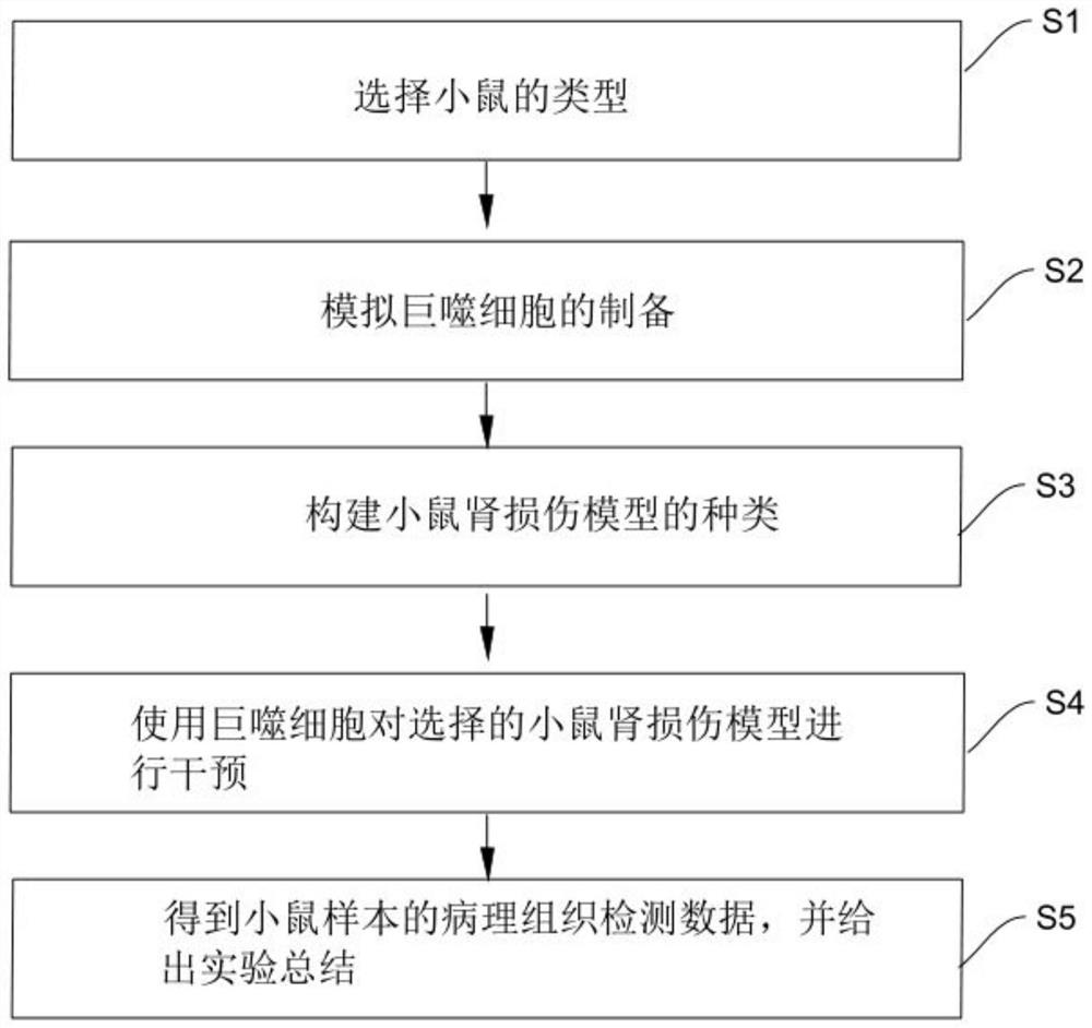 Method and system for simulating macrophages to improve mouse acute kidney injury experiments