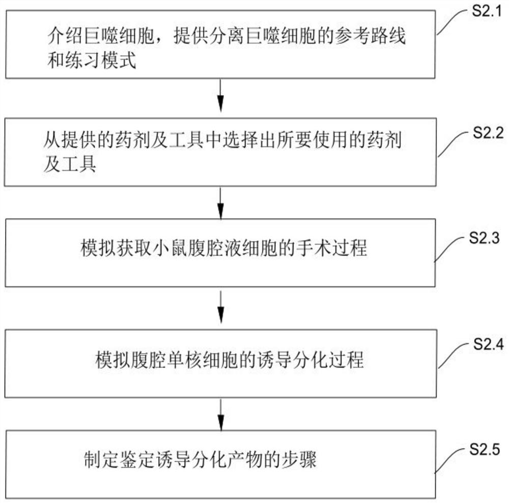 Method and system for simulating macrophages to improve mouse acute kidney injury experiments