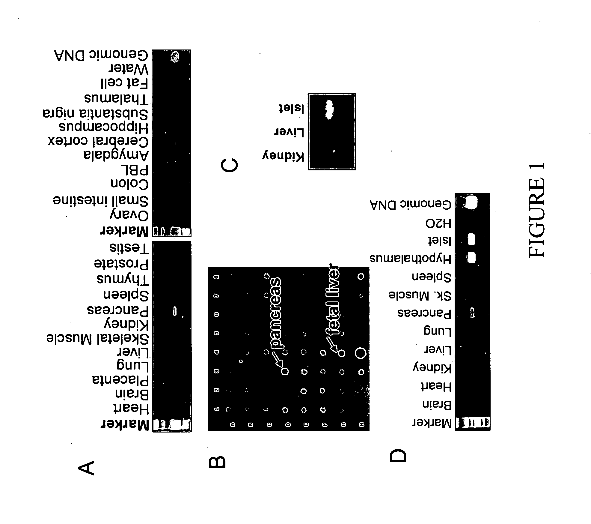 Trisubstituted aryl and heteroaryl derivatives as modulators of metabolism and the phophylaxis and treatment of disorders related thereto