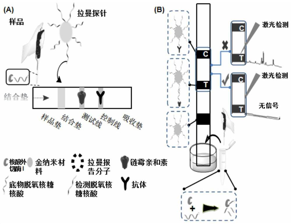 SERS transverse flow test strip for nuclease detection and detection method