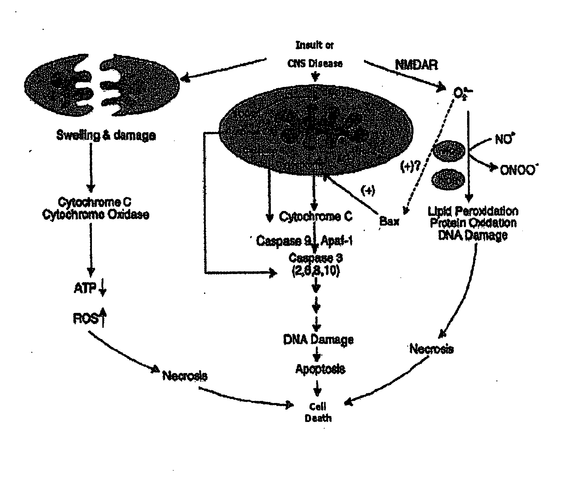 Anti-apoptotic benzodiazepine receptor ligand inhibitors