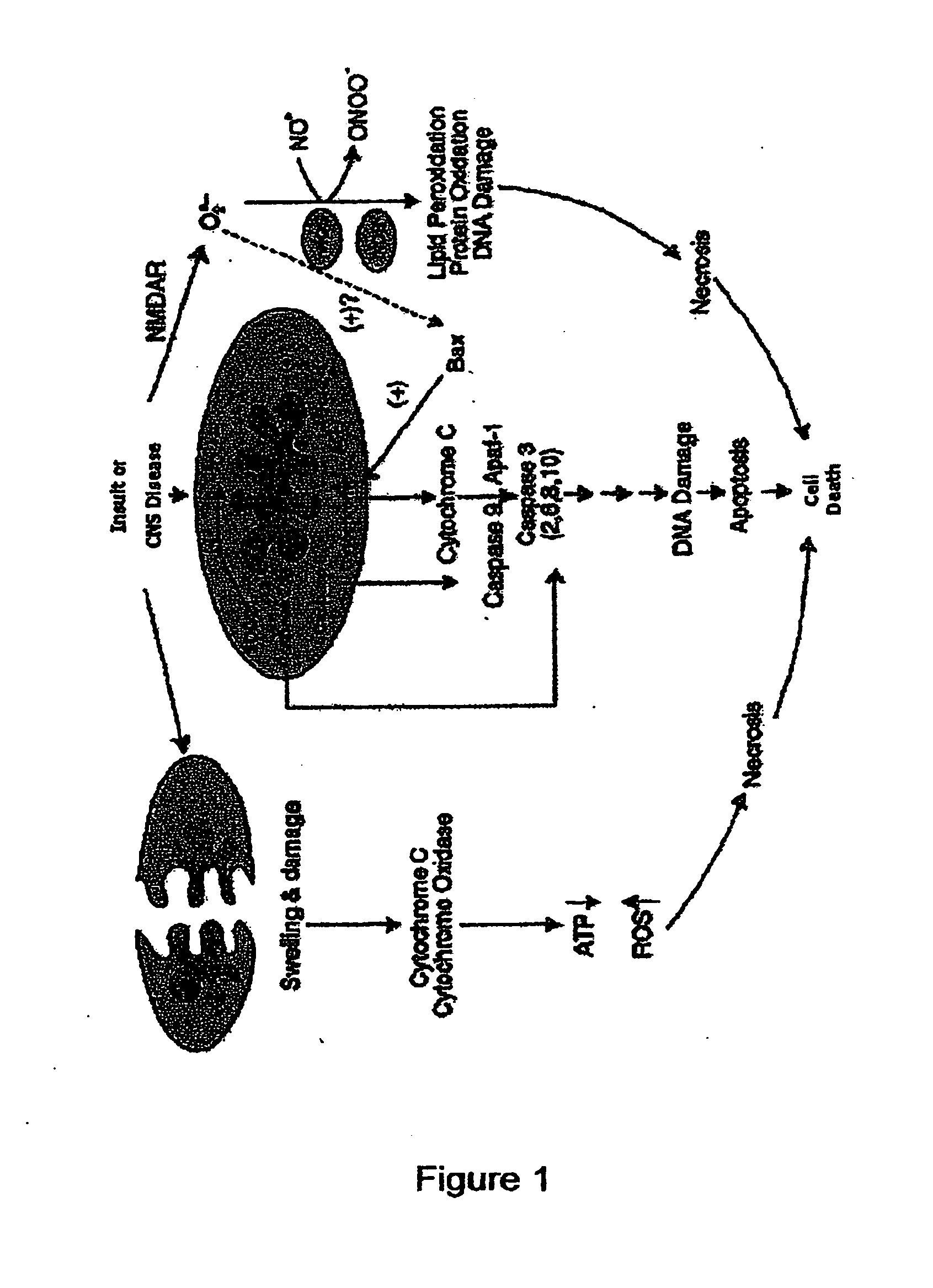 Anti-apoptotic benzodiazepine receptor ligand inhibitors