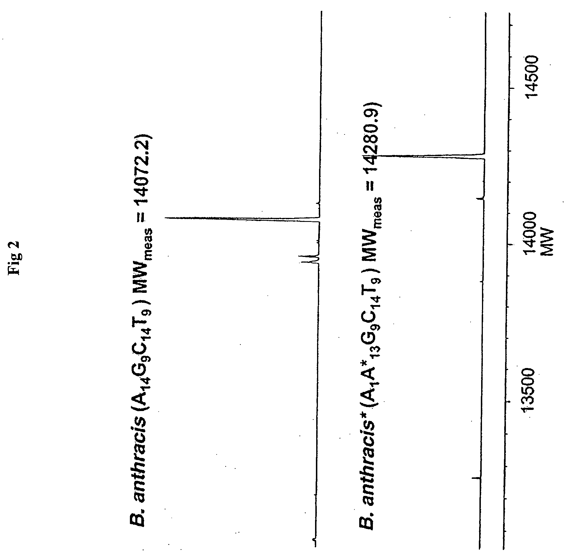 Methods for rapid forensic analysis of mitochondrial DNA