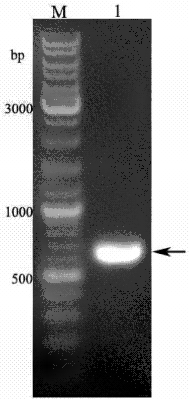 Expression and purification method for bombyx mori odorant binding protein (BmOBP2)