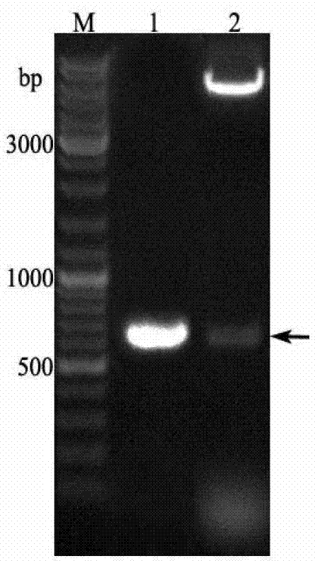 Expression and purification method for bombyx mori odorant binding protein (BmOBP2)