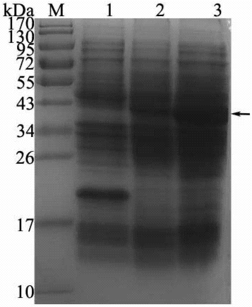 Expression and purification method for bombyx mori odorant binding protein (BmOBP2)