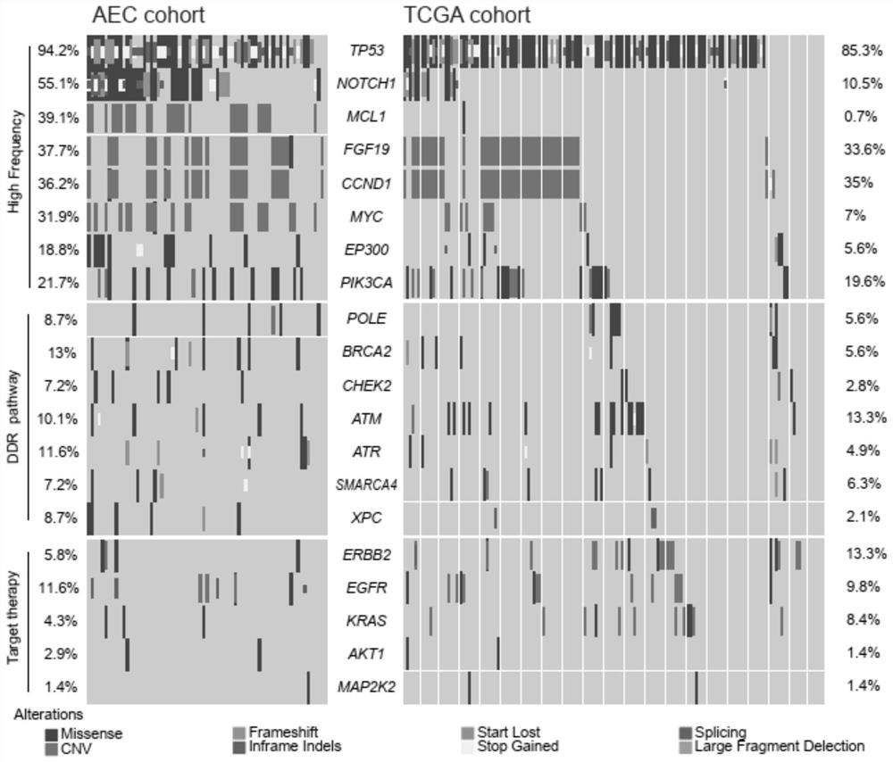 Gene marker for esophageal cancer prognosis evaluation