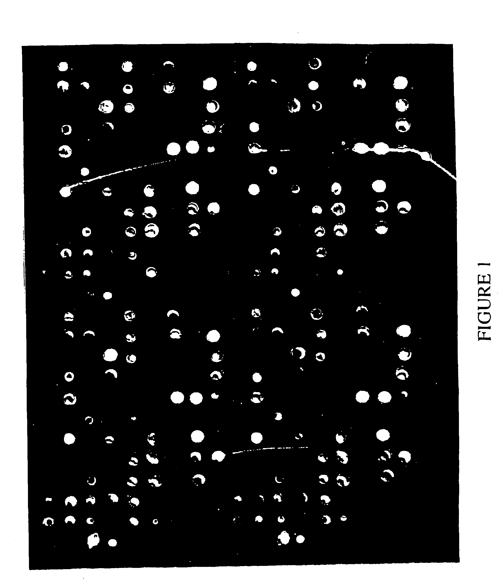 Composition for the detection of blood cell and immunological response gene expression