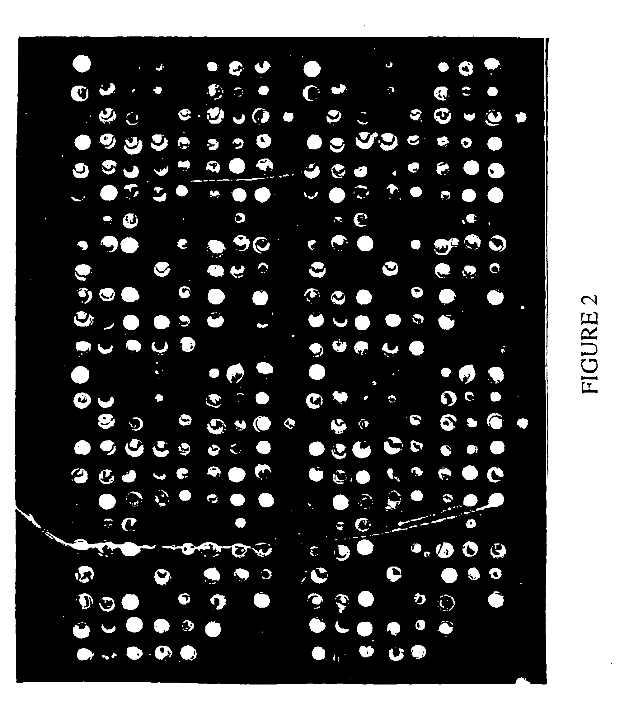 Composition for the detection of blood cell and immunological response gene expression