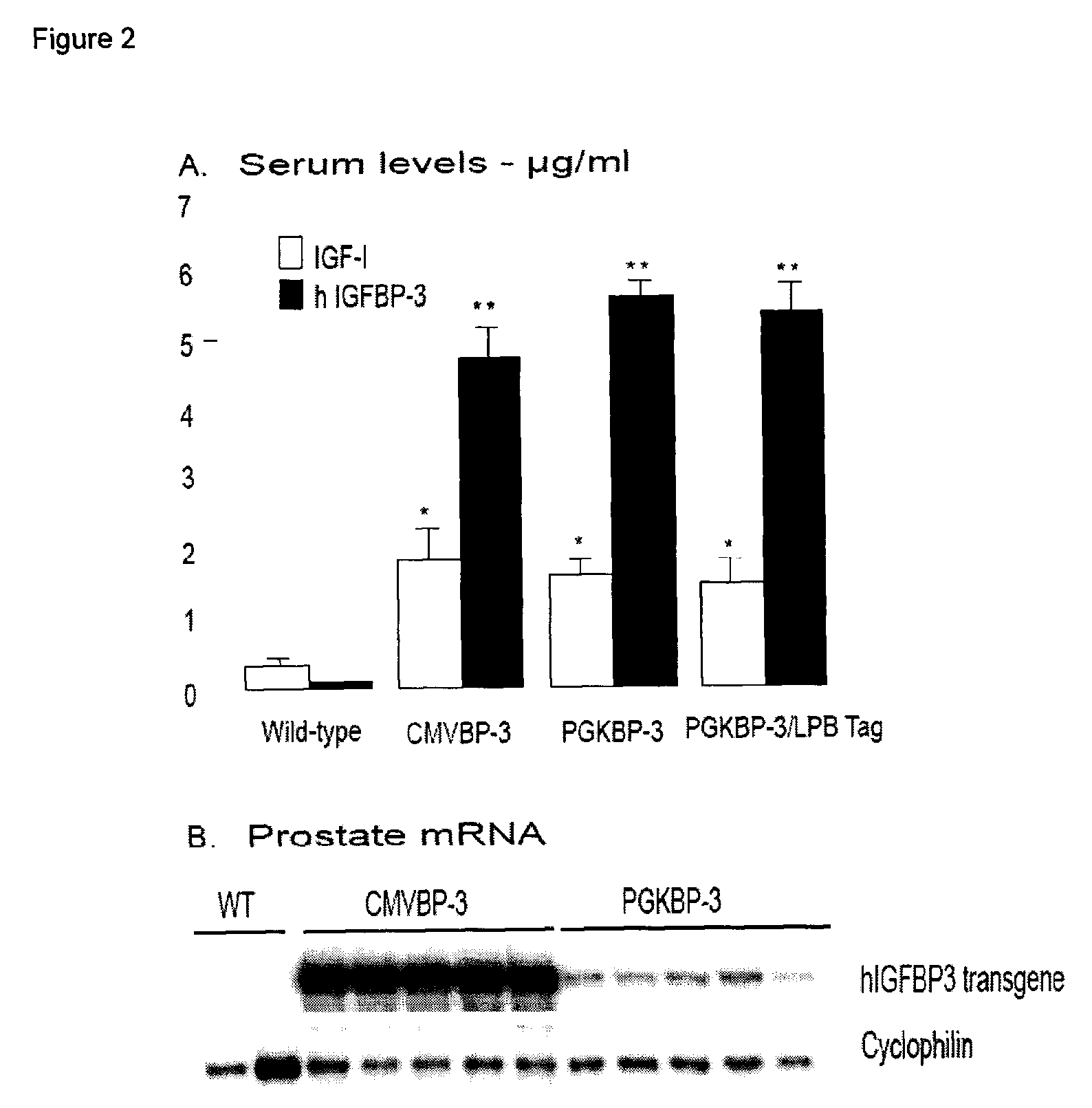 Methods Of Attenuating Prostate Tumor Growth By Insulin-Like Growth Factor Binding Protein-3 (IGFBP-3)