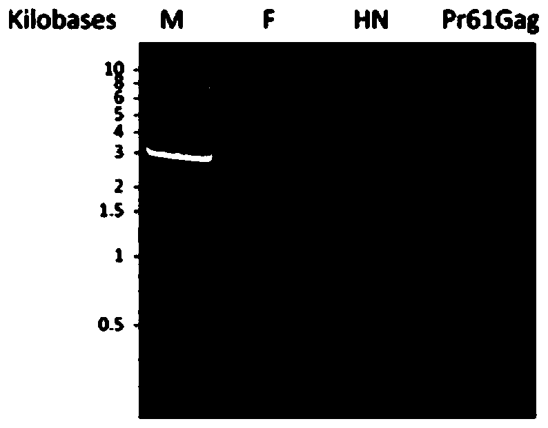 Newcastle disease virus chimeric virus-like particle, vaccine and preparation method