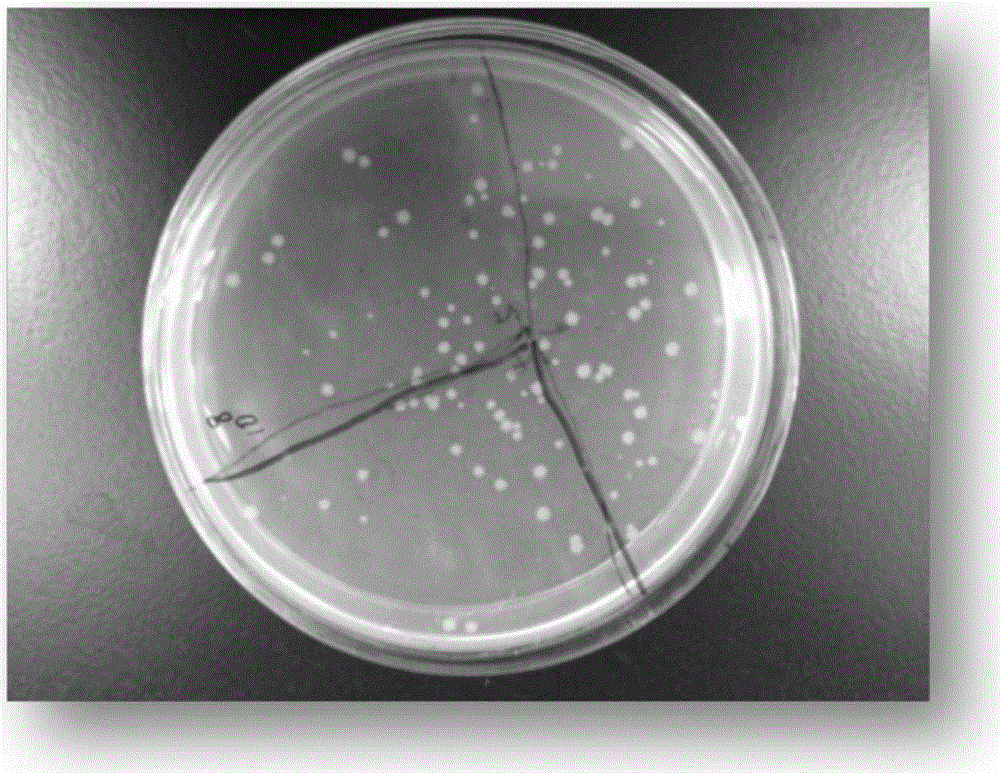 Bacillus licheniformis with high production of antimicrobial peptides and its application