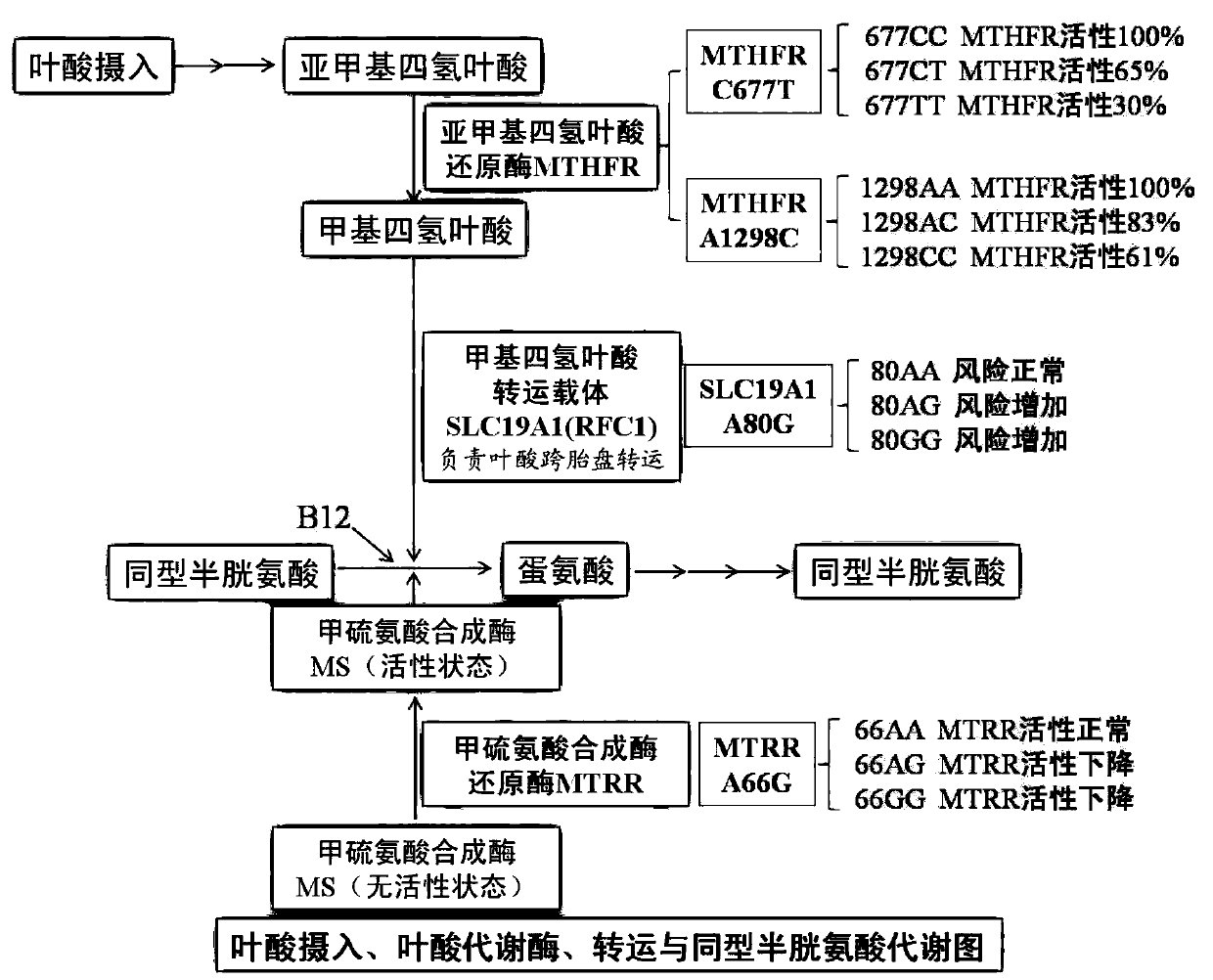 Combined detection method for pregnancy folate metabolism, calcium metabolism and H-type hypertension